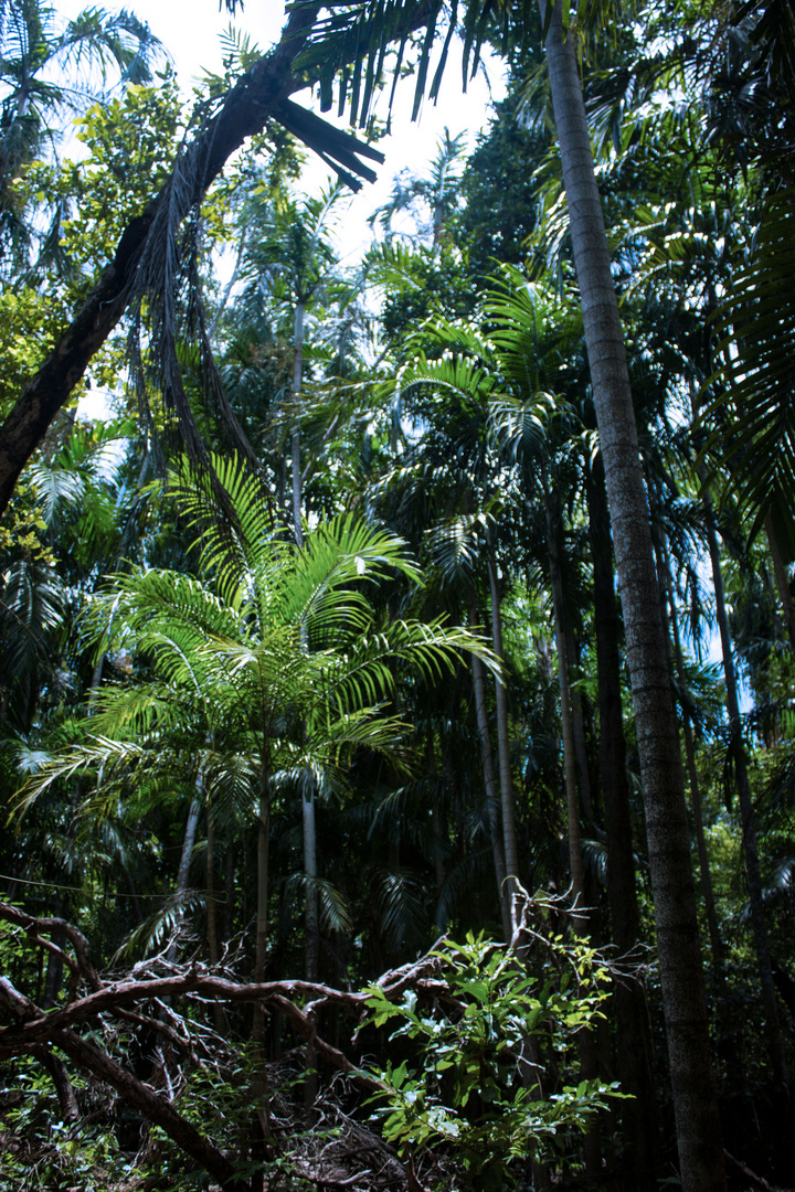 Monsoonforest @ Wangi Falls (Litchfield Nationalpark)