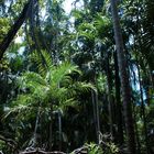 Monsoonforest @ Wangi Falls (Litchfield Nationalpark)