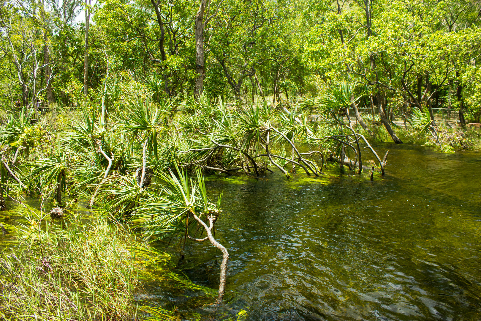 Monsoonforest @ Wangi Falls (Litchfield Nationalpark)