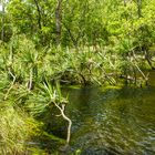 Monsoonforest @ Wangi Falls (Litchfield Nationalpark)