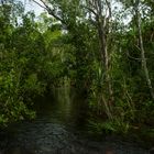 Monsoonforest @ Wangi Falls (Litchfield Nationalpark)