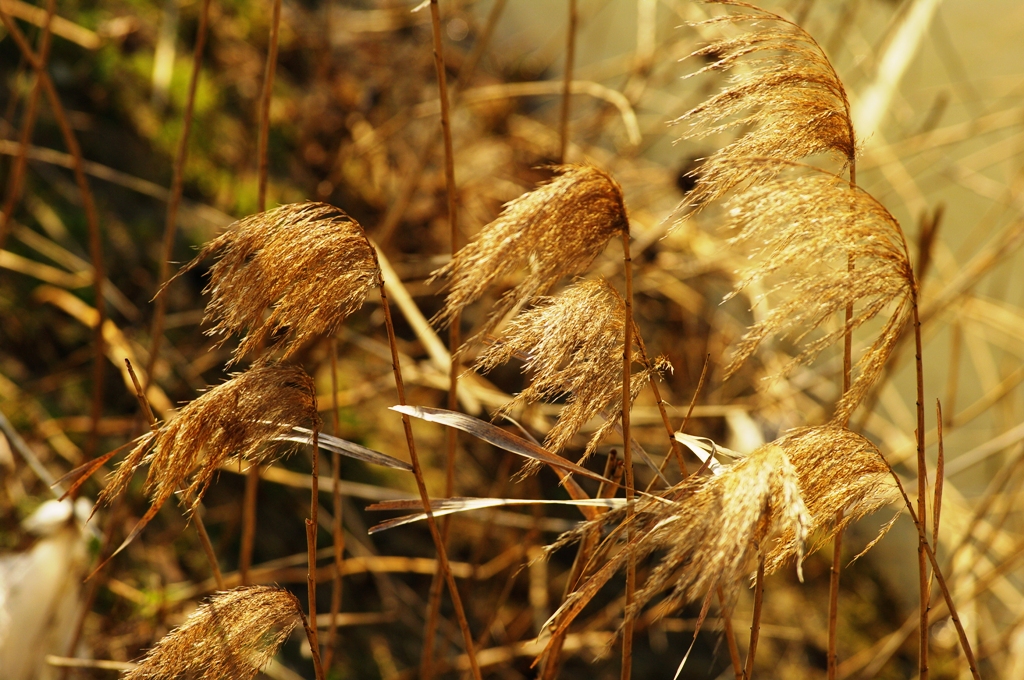 Monstante tutto ...eppure soffia ancora........