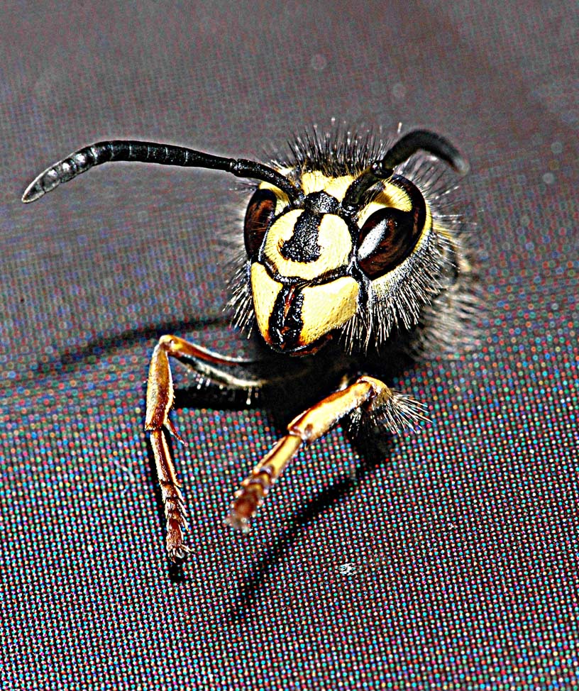 Monster Foto & Bild | tiere, natur Bilder auf fotocommunity