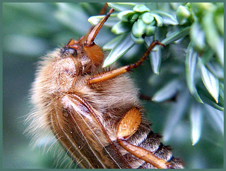 Monster bei Horst im Garten....