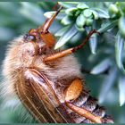 Monster bei Horst im Garten....