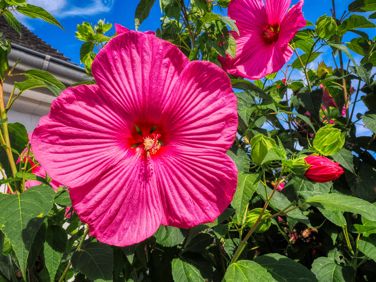 Monster-Hibiskus