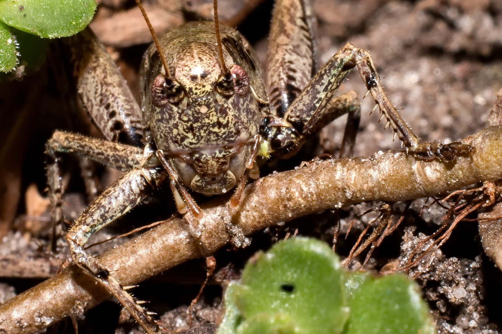 Monster im Garten