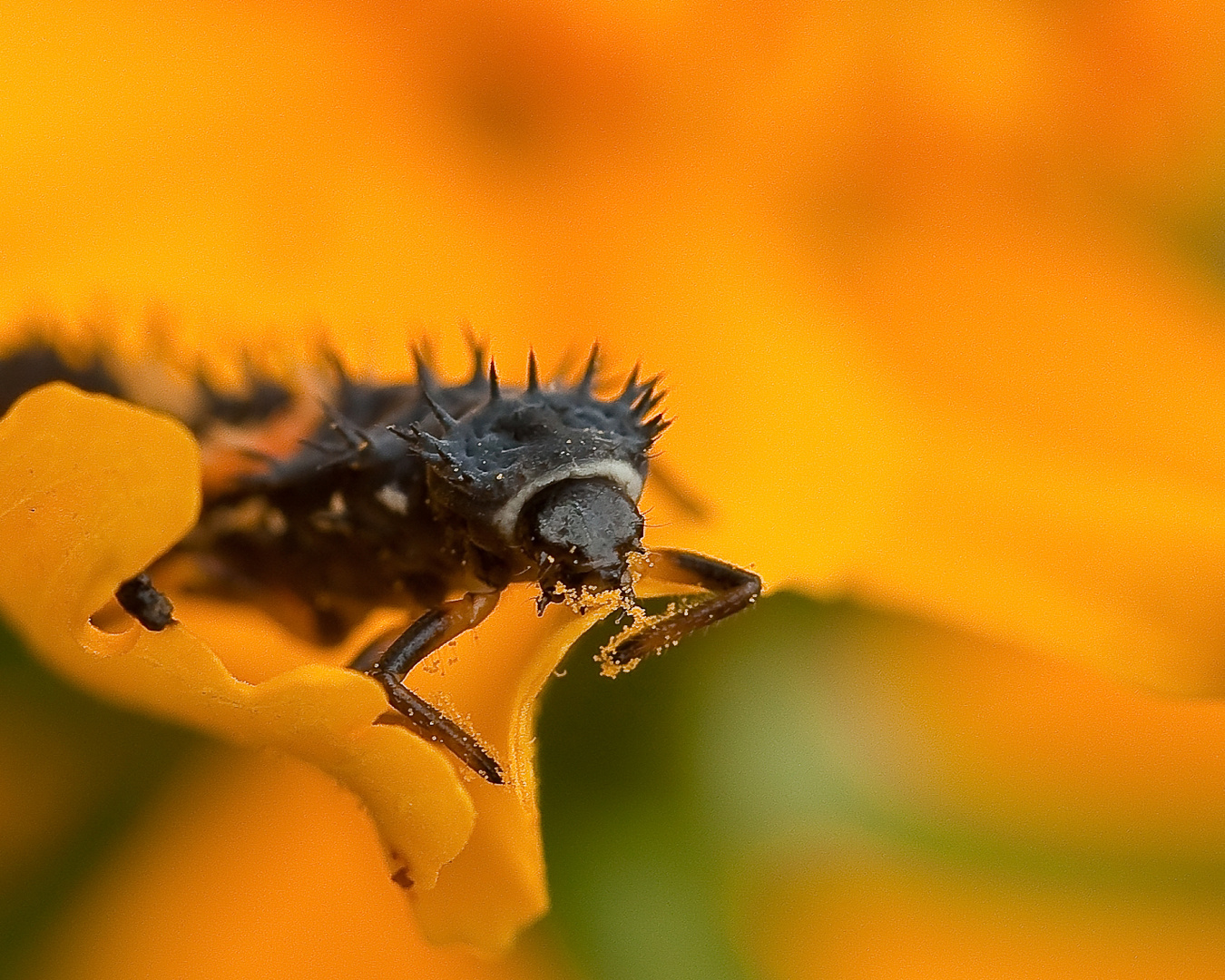 Monster im Garten