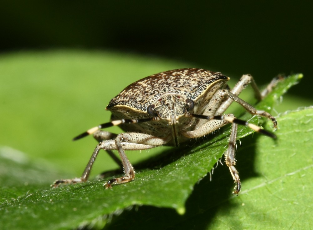 Monster im Garten