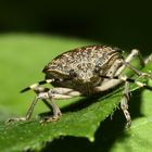 Monster im Garten