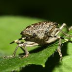 Monster im Garten