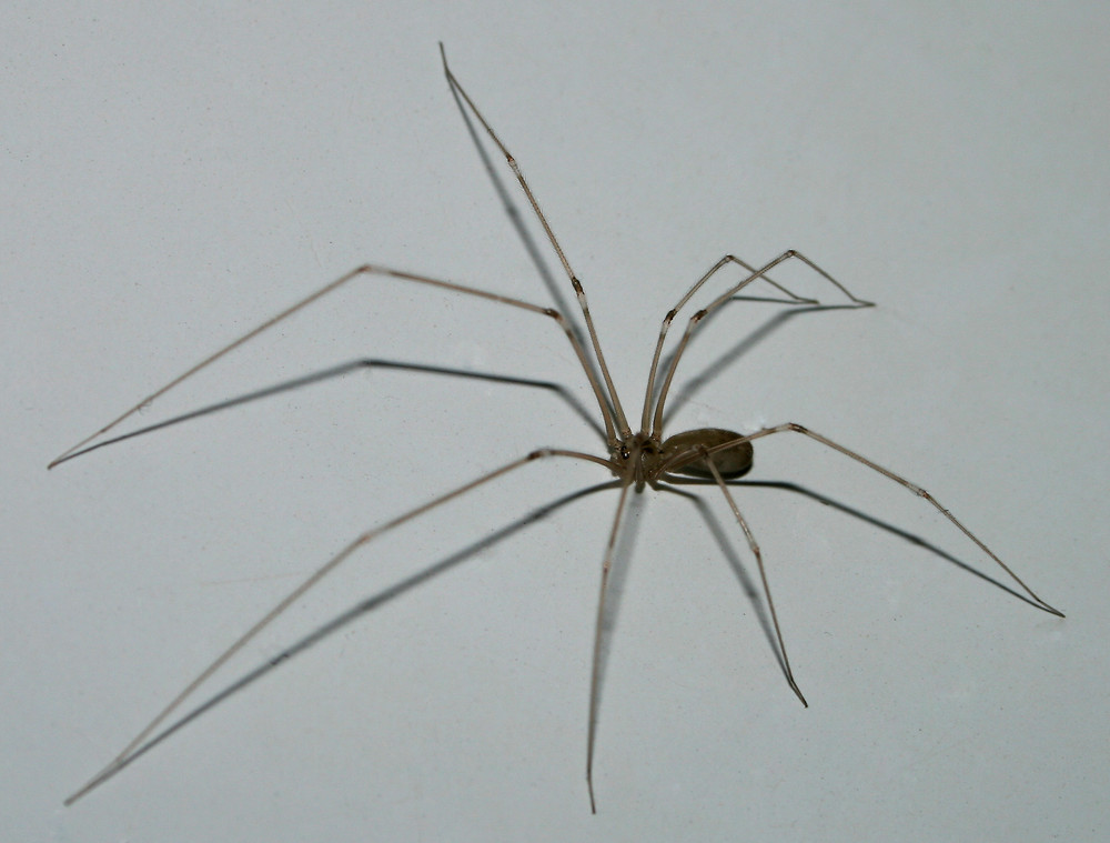 Monster in der Badewanne