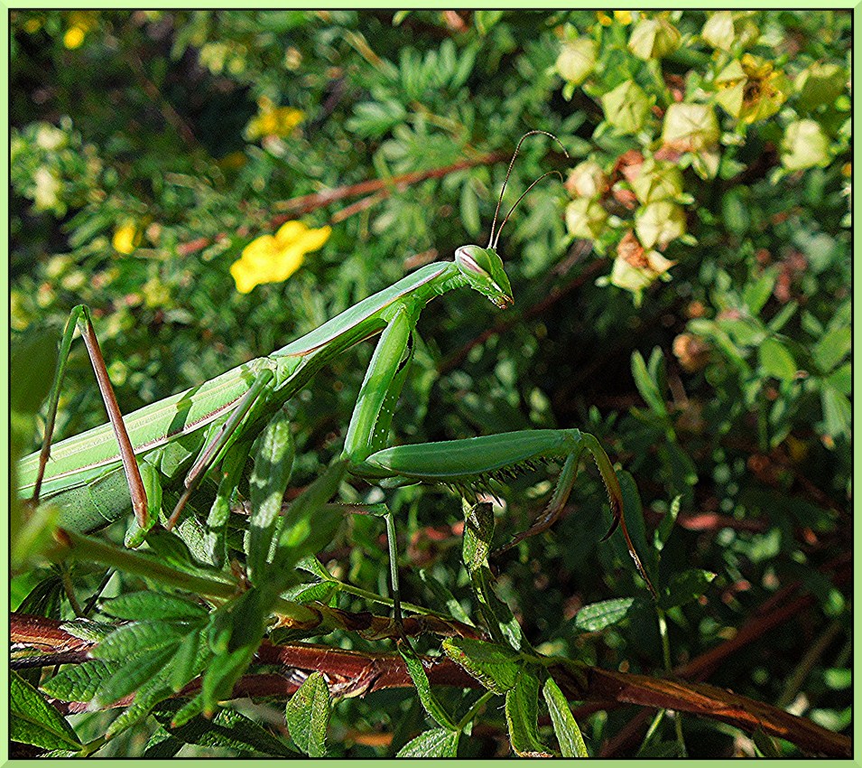 Monster in meinem Garten !