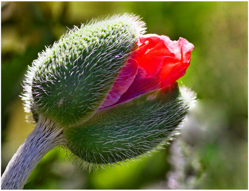 Monster - Mohn :-)