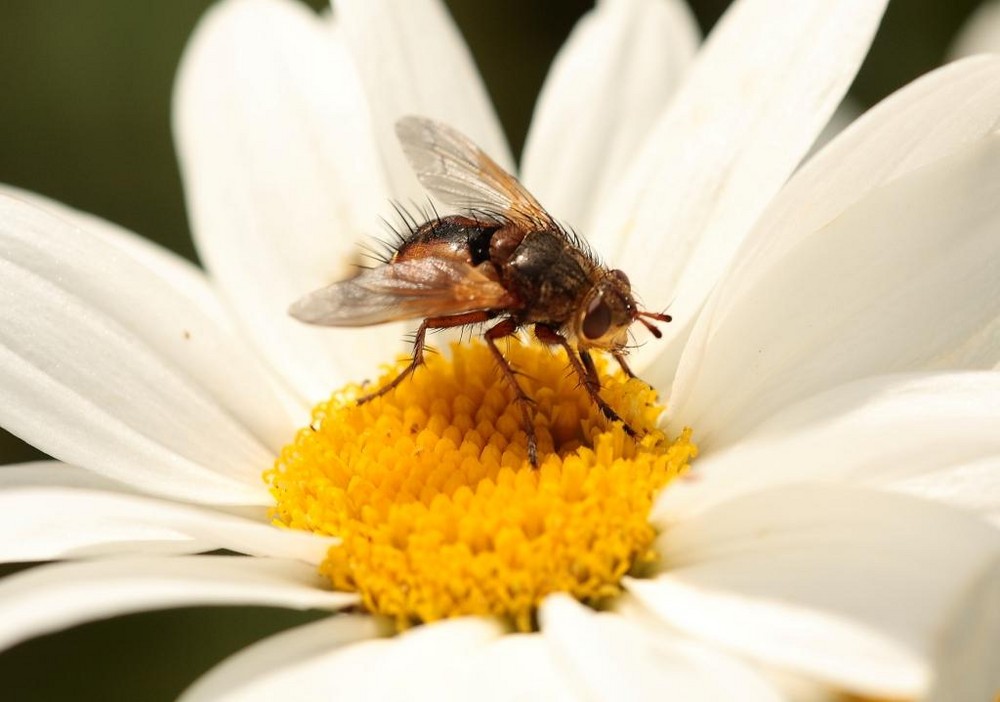 Monster on a flower