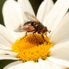 Monster on a flower