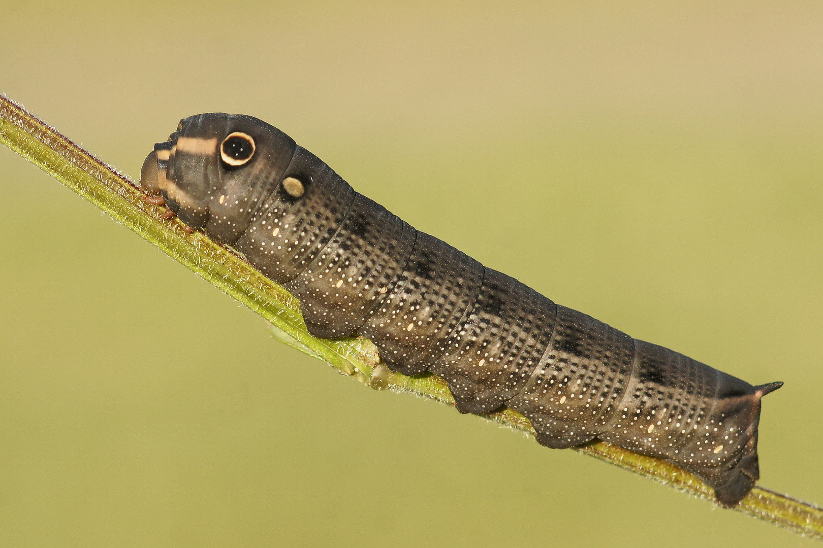 Monster-Raupe des Großen Weinschwärmers (Hippotion celerio)