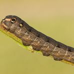 Monster-Raupe des Großen Weinschwärmers (Hippotion celerio)