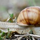 Monster - Schnecke?