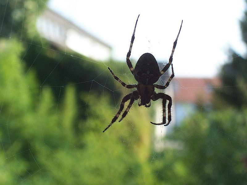 Monster vor dem Fenster