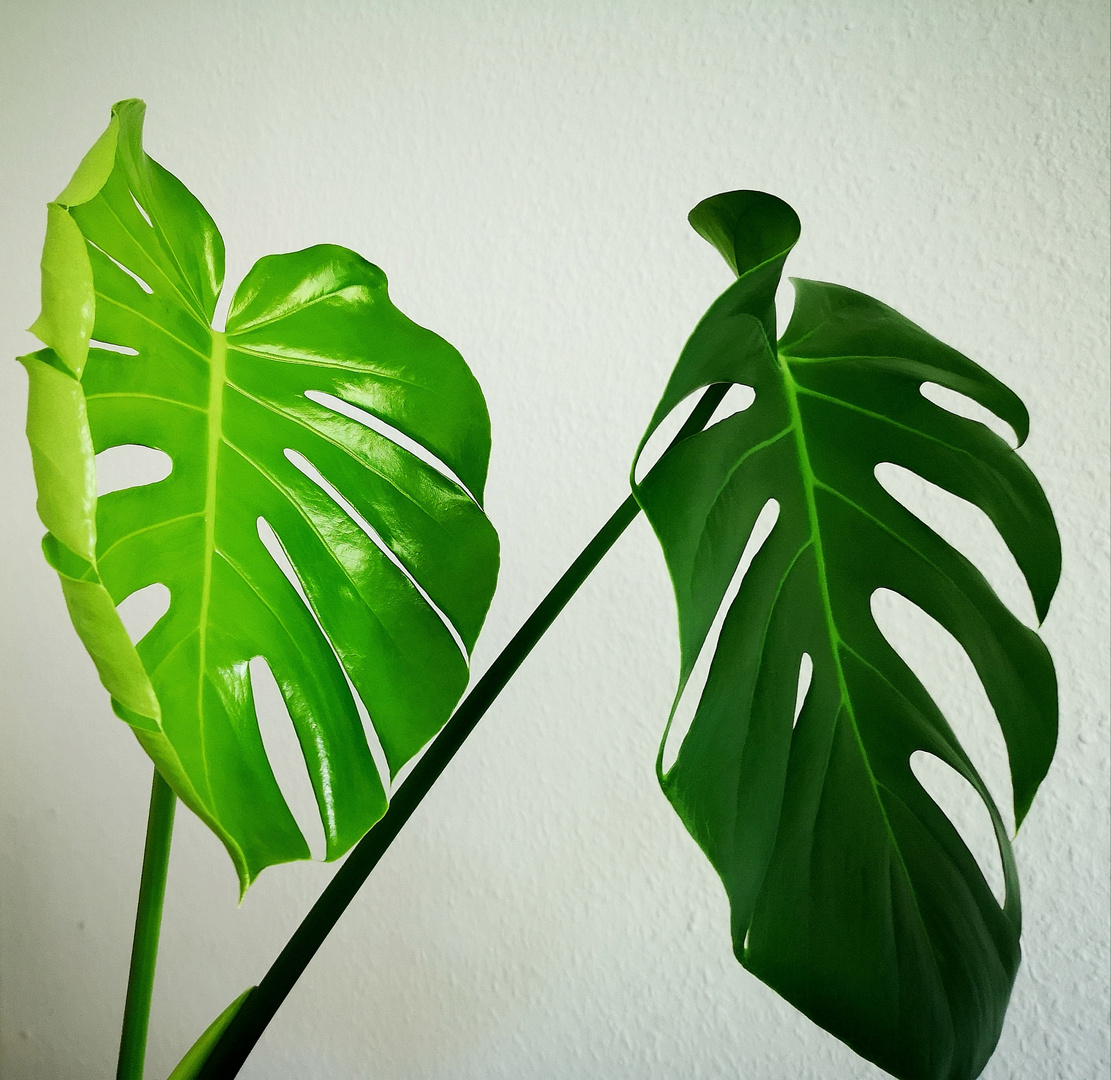 Monstera