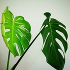 Monstera