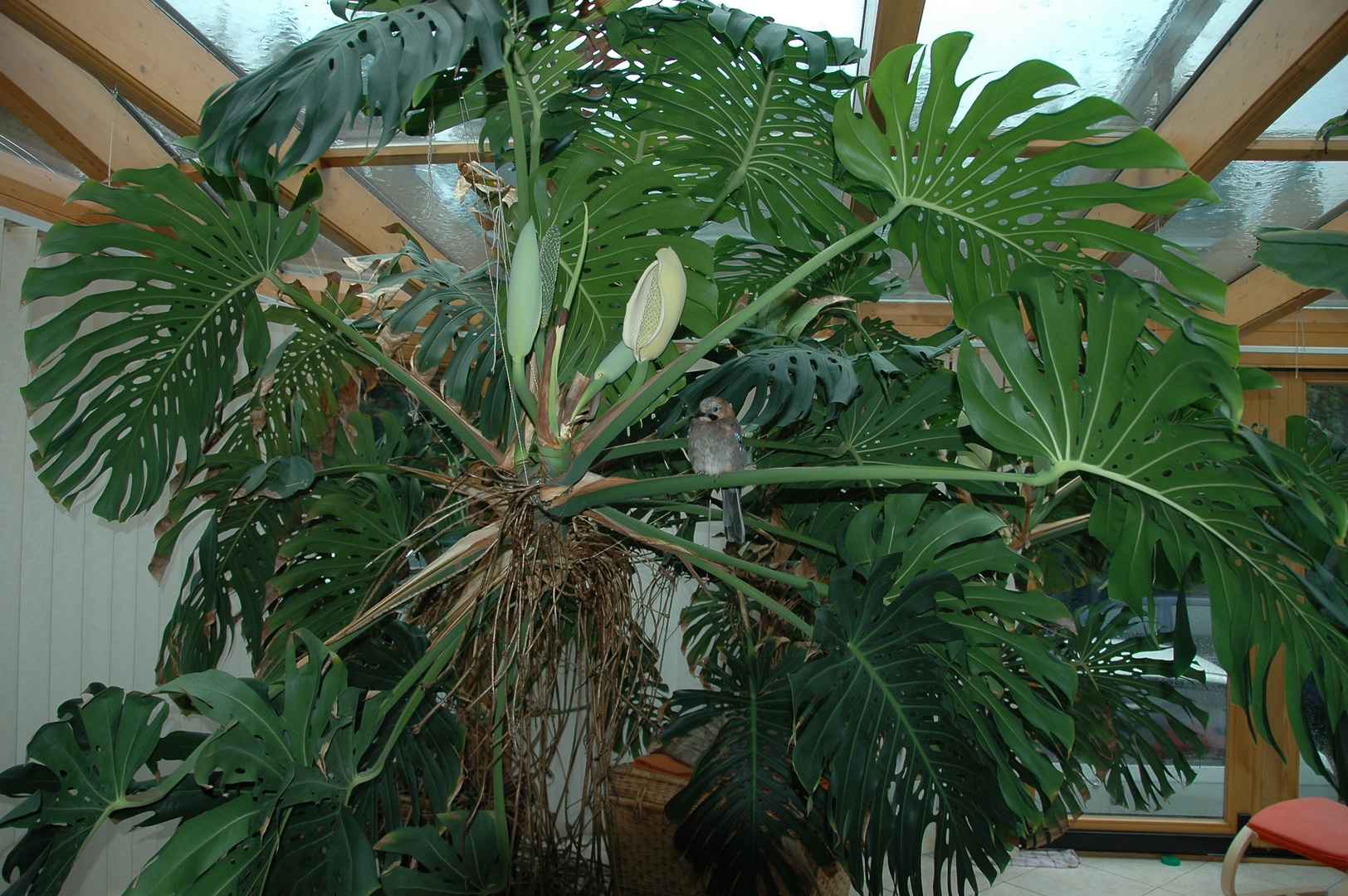Monstera Foto & Bild pflanzen, pilze & flechten, zimmerpflanzen