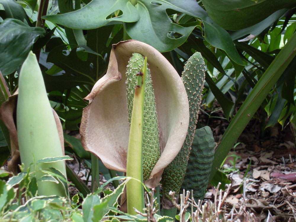 Monstera, Aronstabgewächs (Nomen est omen)