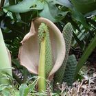 Monstera, Aronstabgewächs (Nomen est omen)