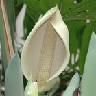 Monstera Blütenstand