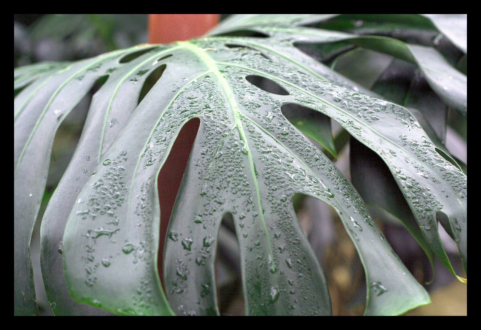 Monstera