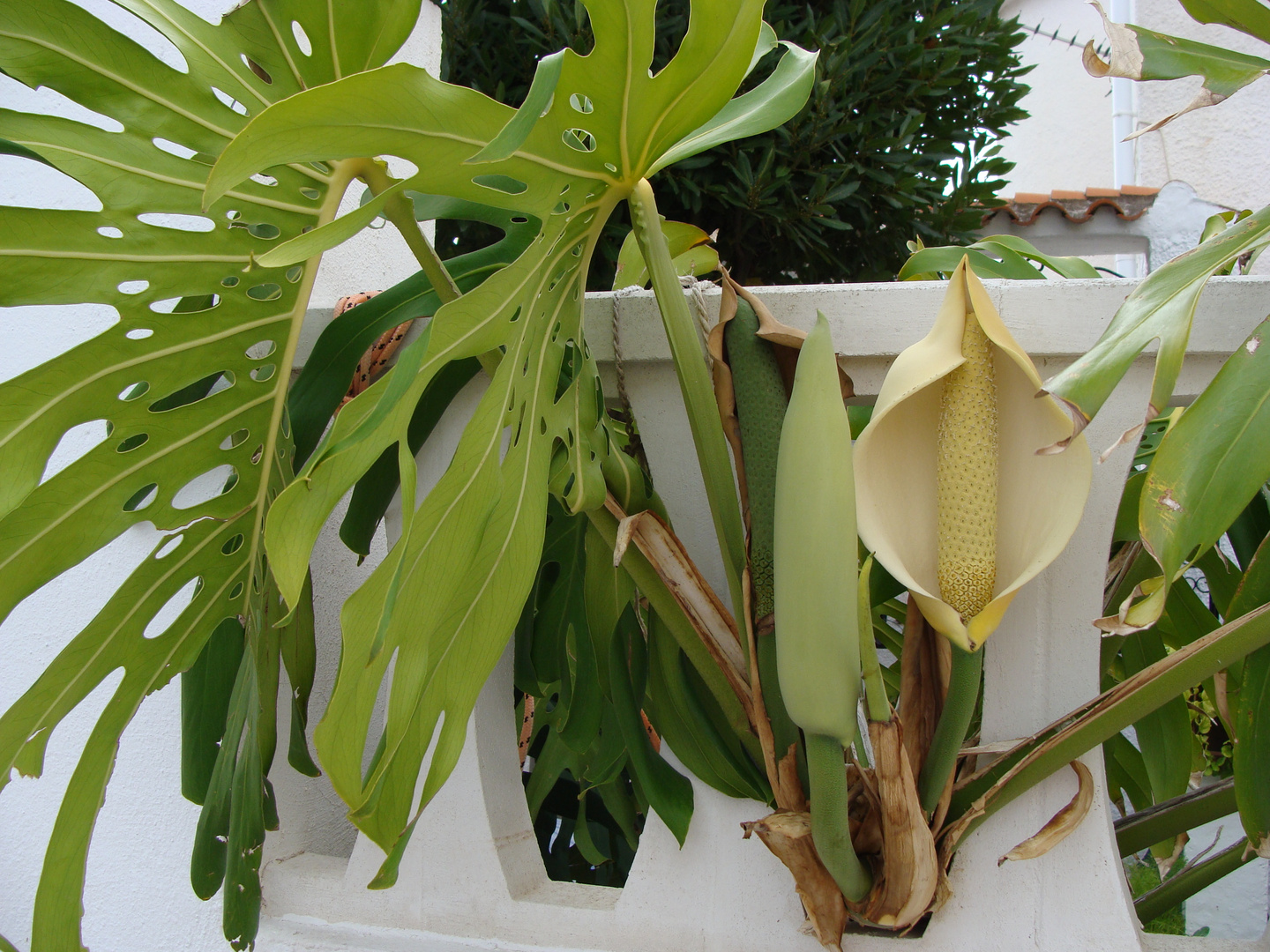 Monstera con flor