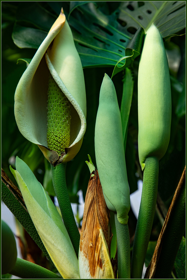 Monstera deliciosa