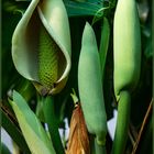 Monstera deliciosa