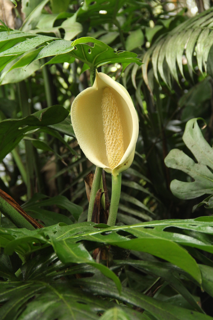Monstera deliciosa - Philodendron pertusum