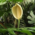 Monstera deliciosa - Philodendron pertusum