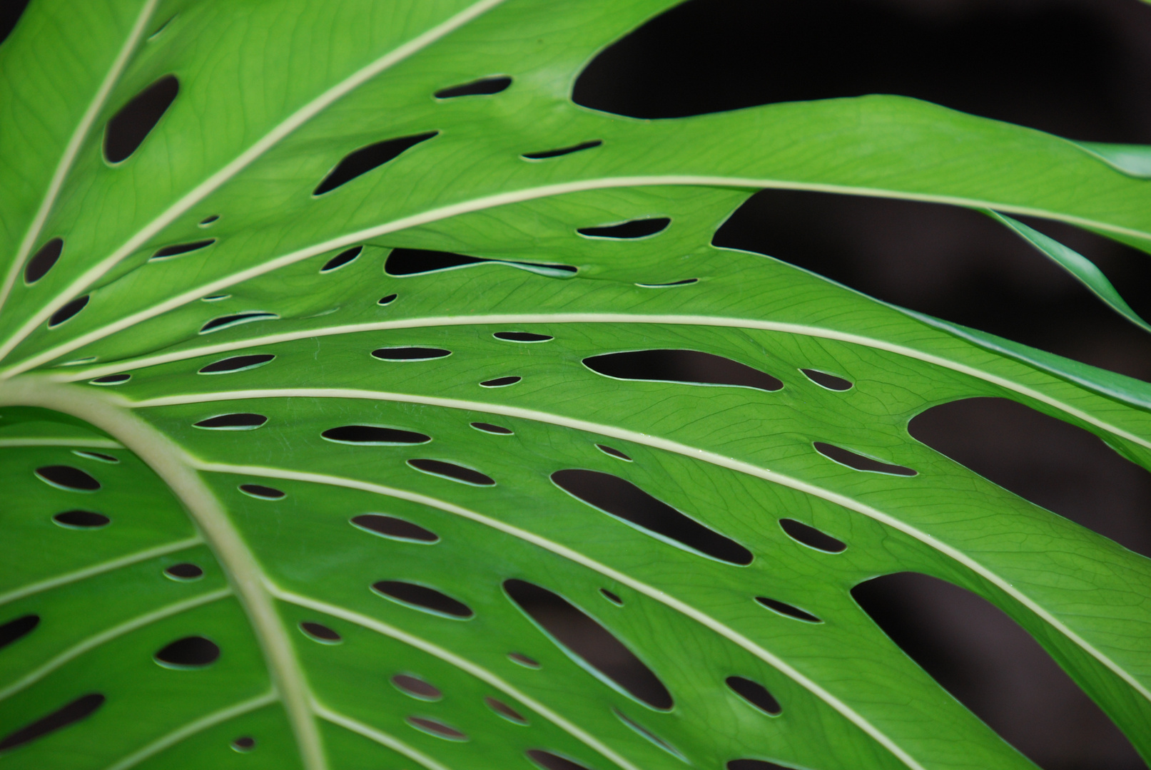 Monstera, Lanzarote