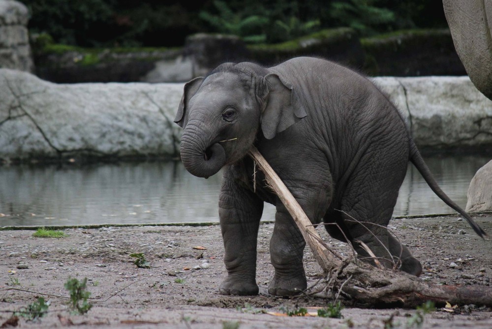 Monsterast attackiert Elefantenbaby