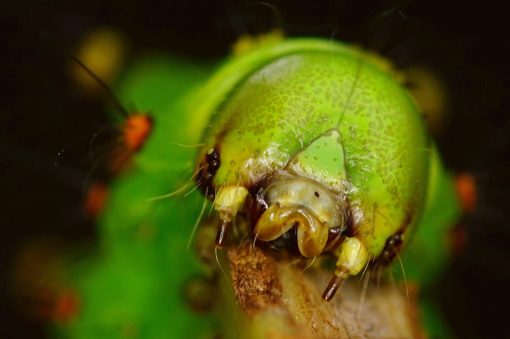 Monsterchen Foto Bild Natur Portrait Zoo Bilder Auf Fotocommunity