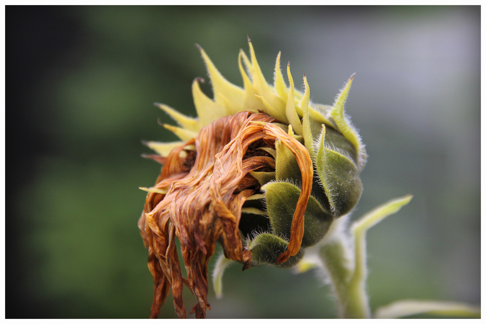 MONSTERFACE DER NATUR