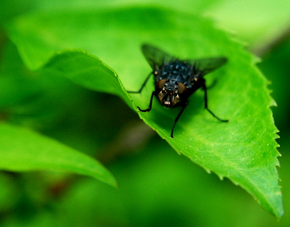 Monsterfliege von Martin Kiener 