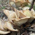 Monsterpilz im Wald Striegeliger Schichtpilz 