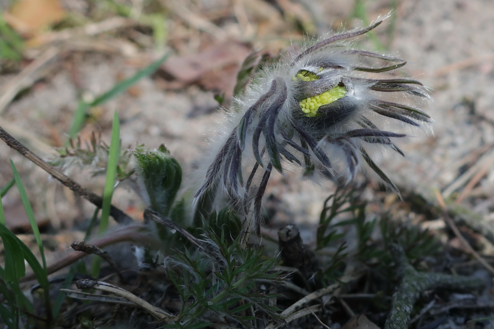 (Monster)Wiesenkuhschelle greift an!