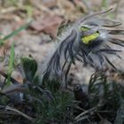 (Monster)Wiesenkuhschelle greift an!