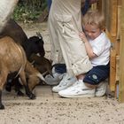 Monsterziegen greifen unschuldiges Kind an.