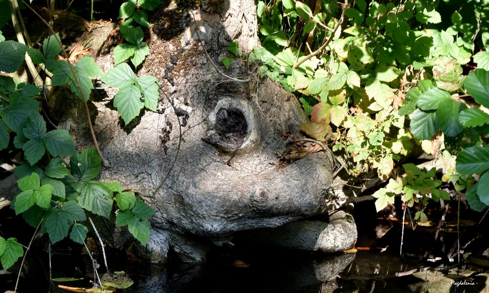 Monstre à l'affût