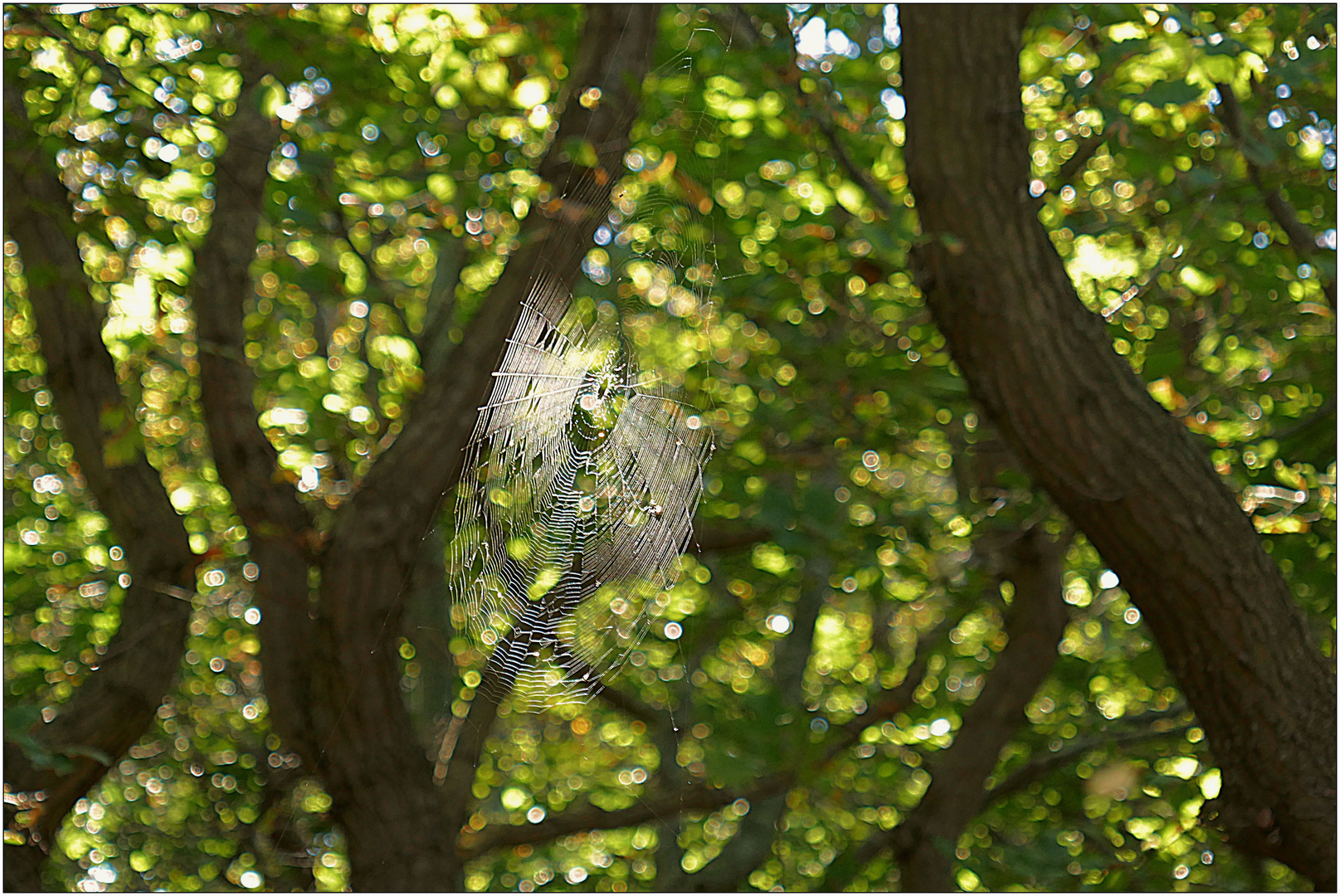 Monströses Spinnennetz