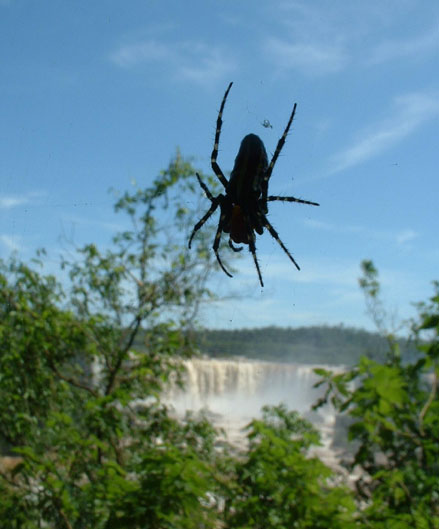 Monstruo en Cataratas de Iguazú - Monster at Iguazu Falls