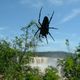 Monstruo en Cataratas de Iguaz - Monster at Iguazu Falls