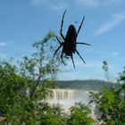 Monstruo en Cataratas de Iguazú - Monster at Iguazu Falls